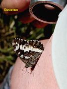 Hipparchia alcyone 
